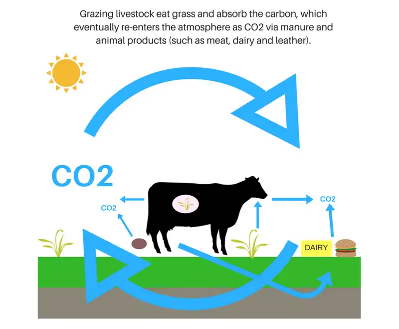 mucche e co2 