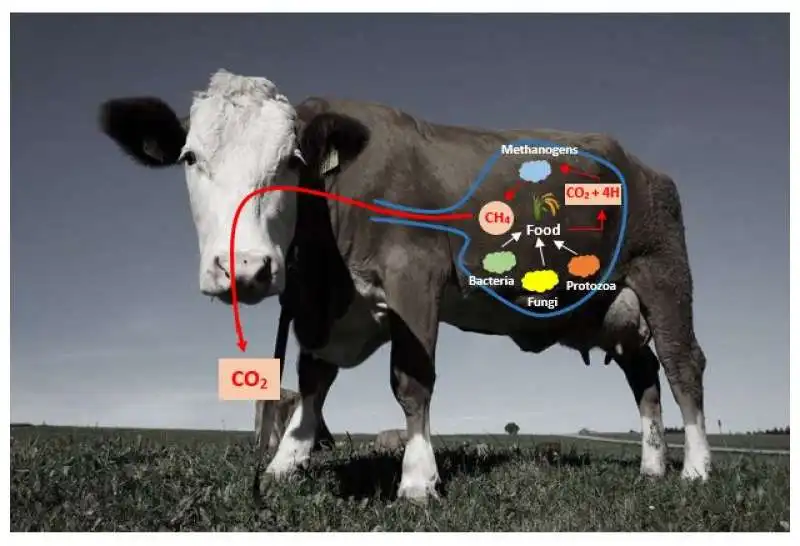 mucche e co2