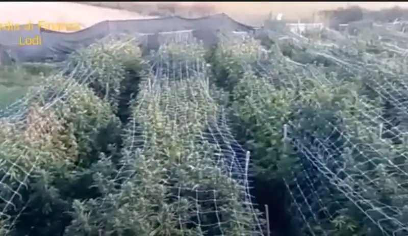 piantagione marijuana lodi 11