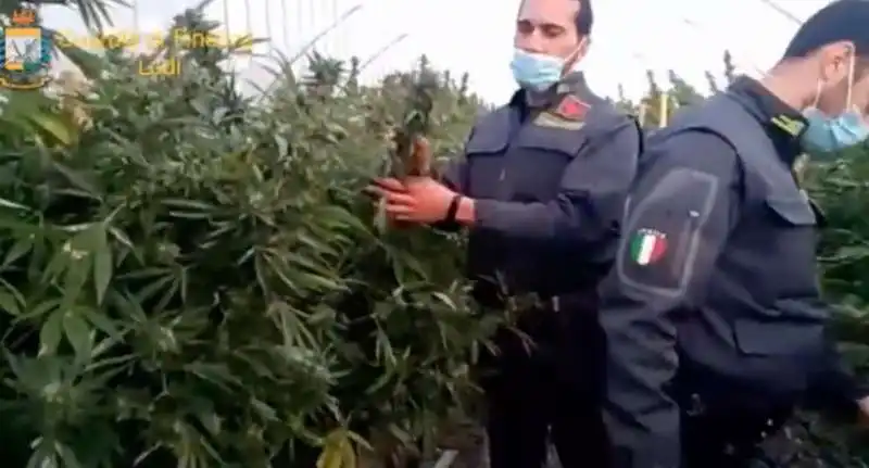 piantagione marijuana lodi 3