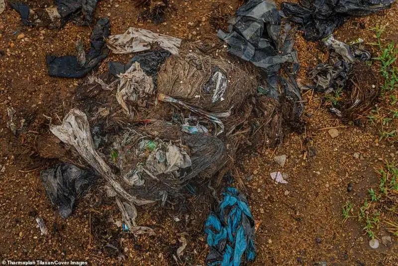 rifiuti di plastica tra gli escrementi degli elefanti in sri lanka