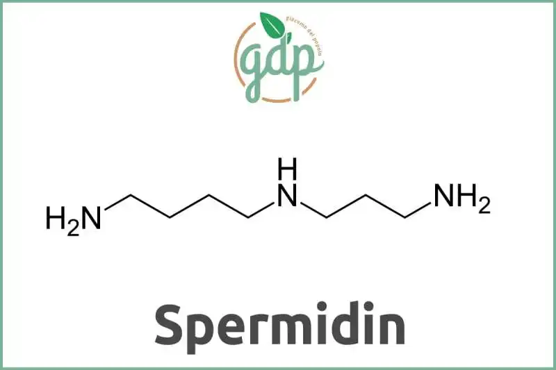 spermidina 