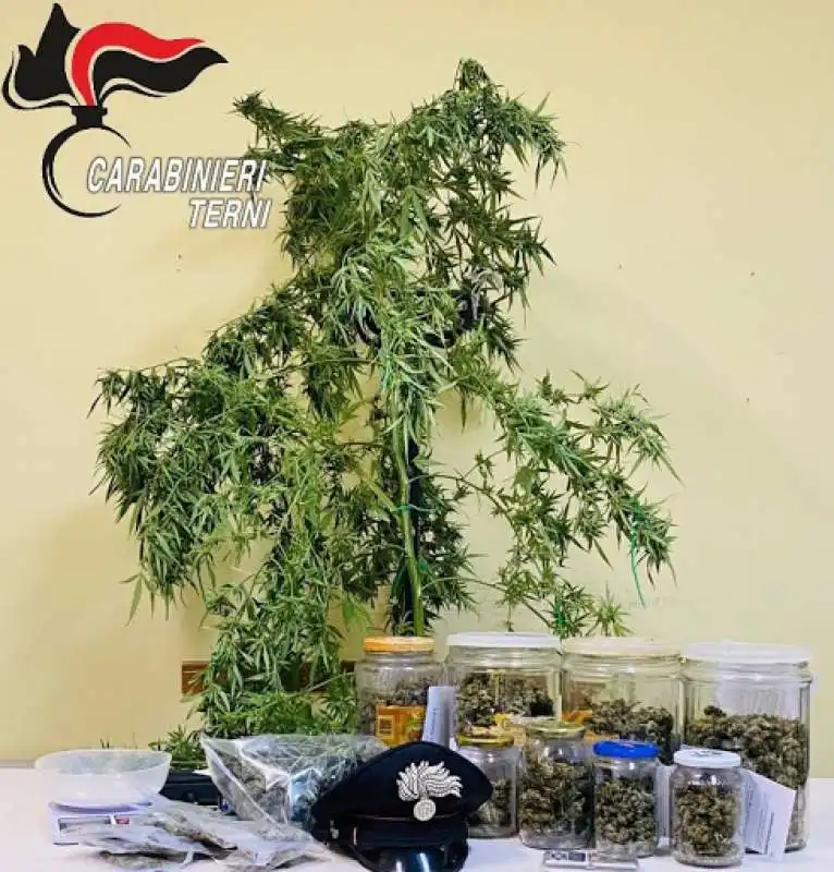 TERNI - PADRE COLTIVA MARIJUANA IN CASA PER IL FIGLIO