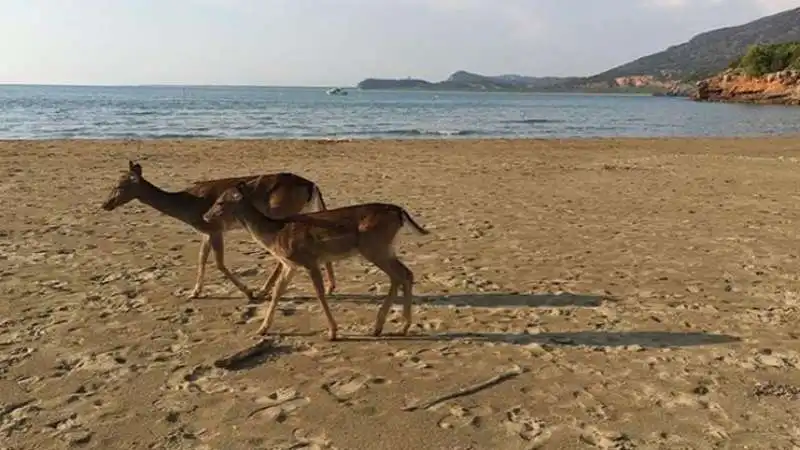 cala di forno 6