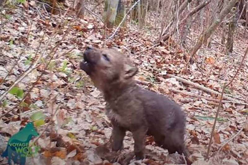 cucciolo di lupo