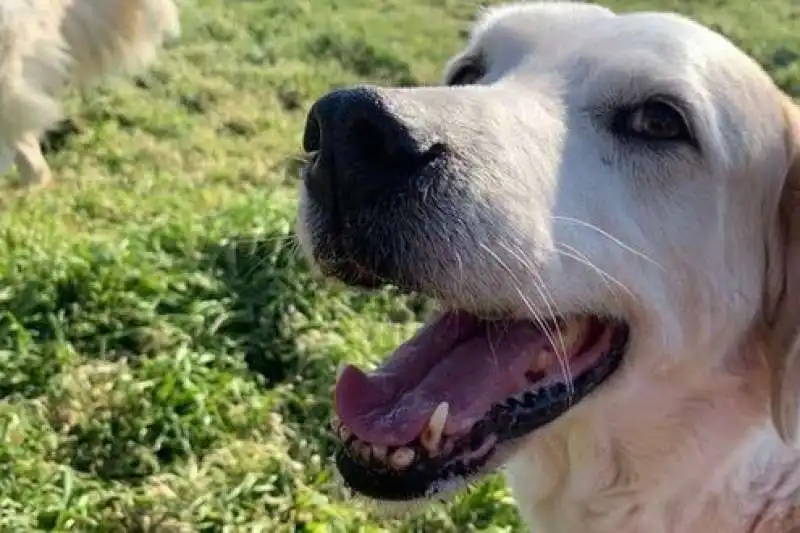 NINJA - LA CAGNOLINA DECAPITATA A CECINA 