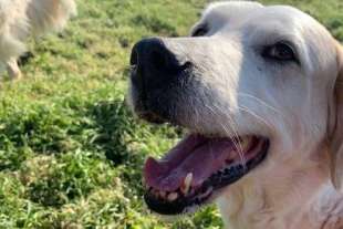 NINJA - LA CAGNOLINA DECAPITATA A CECINA