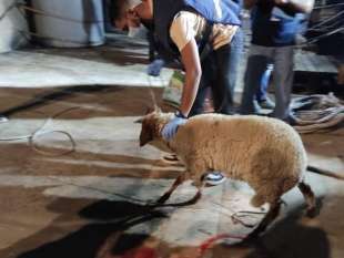 pecora sbarca a lampedusa