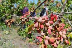 pianta di pistacchio 1