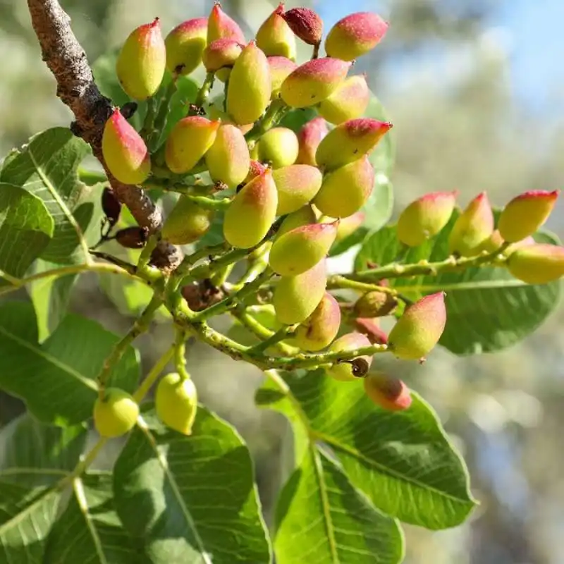 pianta di pistacchio 2