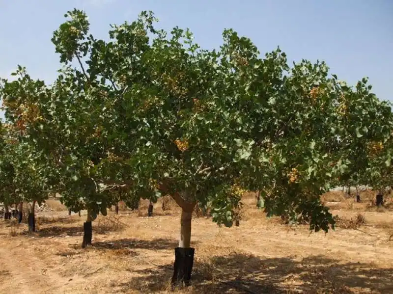 pianta di pistacchio 4