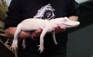 alligatore albino 2