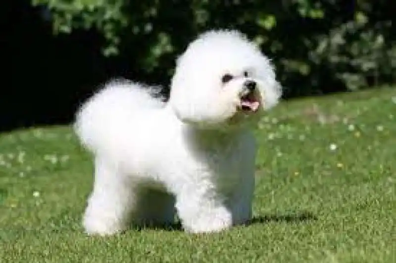 BICHON FRISE 1