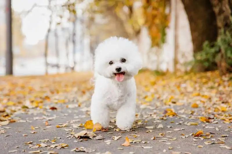 BICHON FRISE