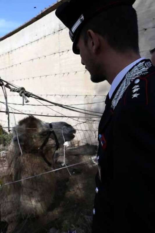 CARABINIERI TROVANO UN CAMMELLO A CASERTA