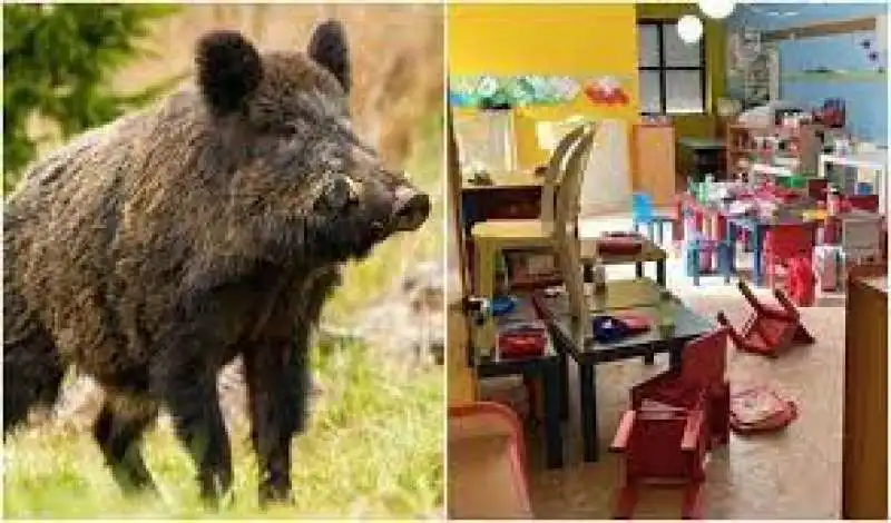 CINGHIALE A SCUOLA 1