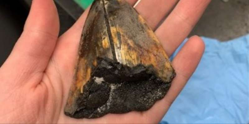 dente gigante di megalodonte