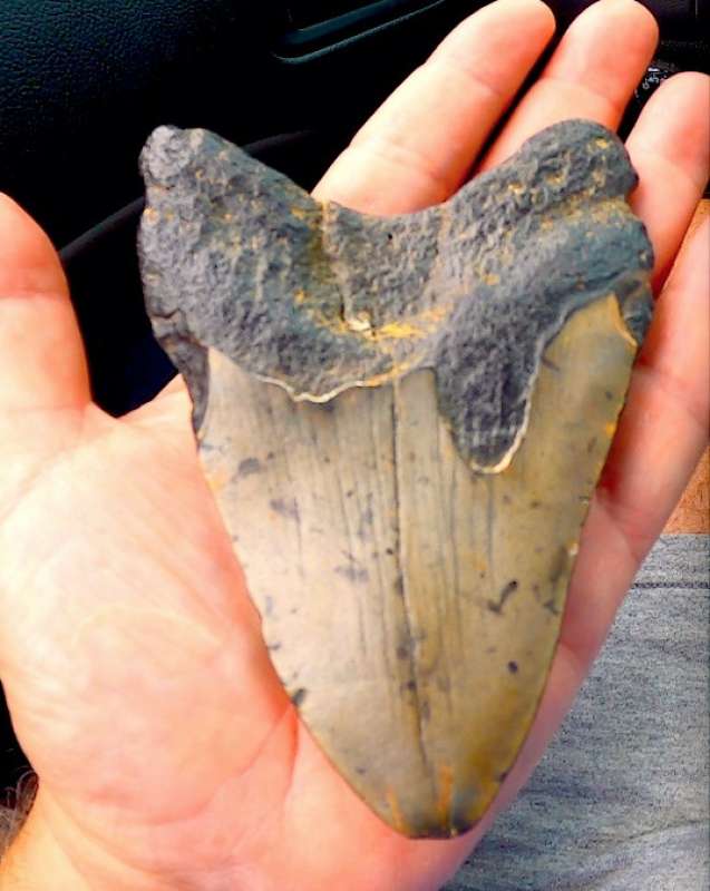 dente megalodonte 2