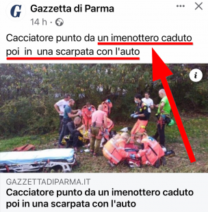 Gazzetta di Parma e l'imenottero fuori strada