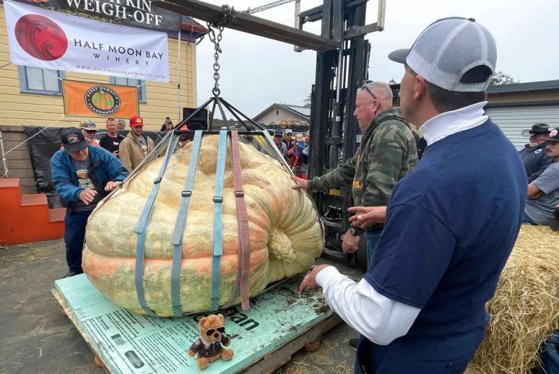 LA ZUCCA DA 1161 CHILOGRAMMI