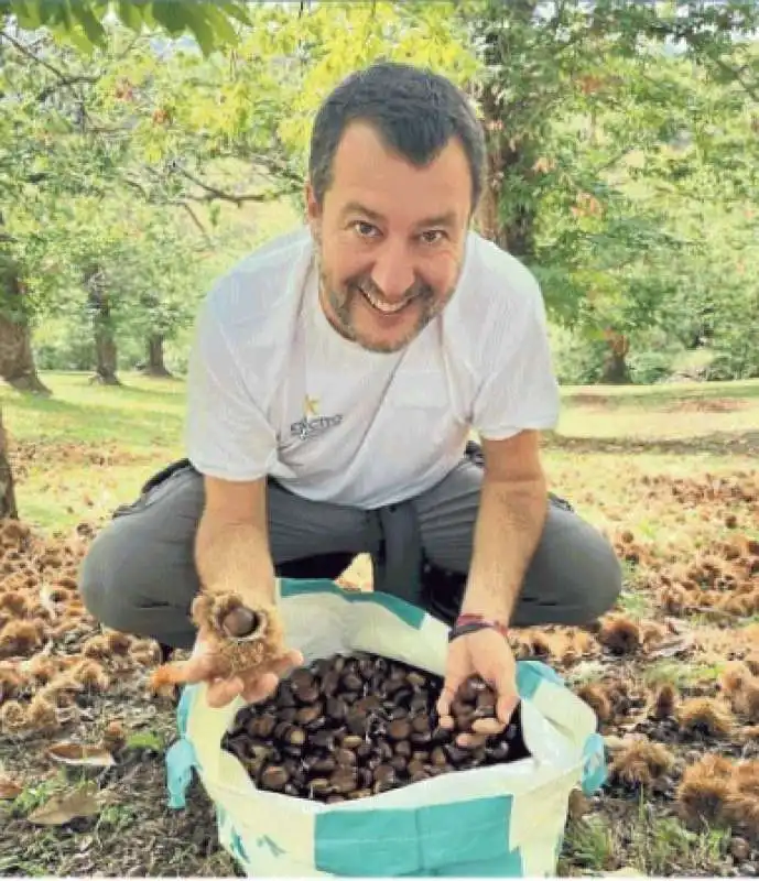 MATTEO SALVINI RACCOGLIE CASTAGNE