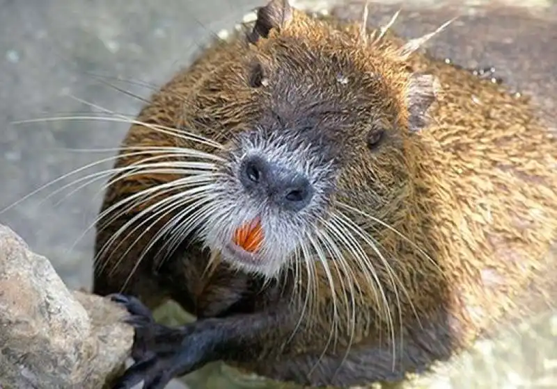 NUTRIA 