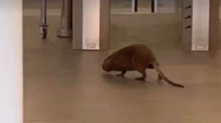 NUTRIA METRO C BORGHESIANA