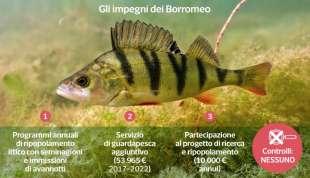 pesca lago maggiore dataroom 3