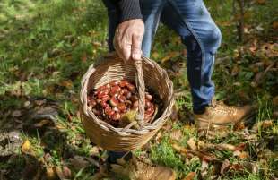 raccolta castagne