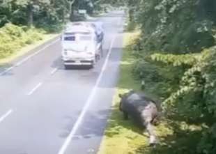 rinoceronte contro un camion 1