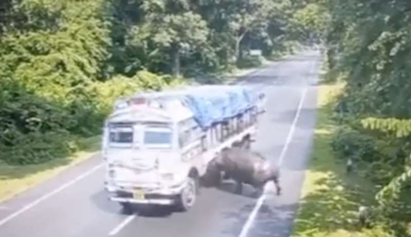 rinoceronte contro un camion 2