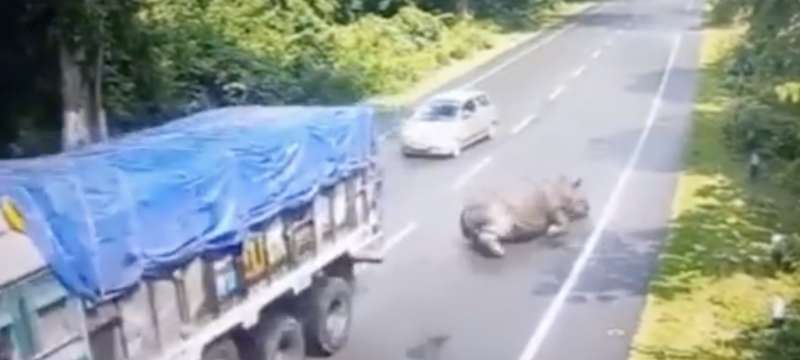 rinoceronte contro un camion 3