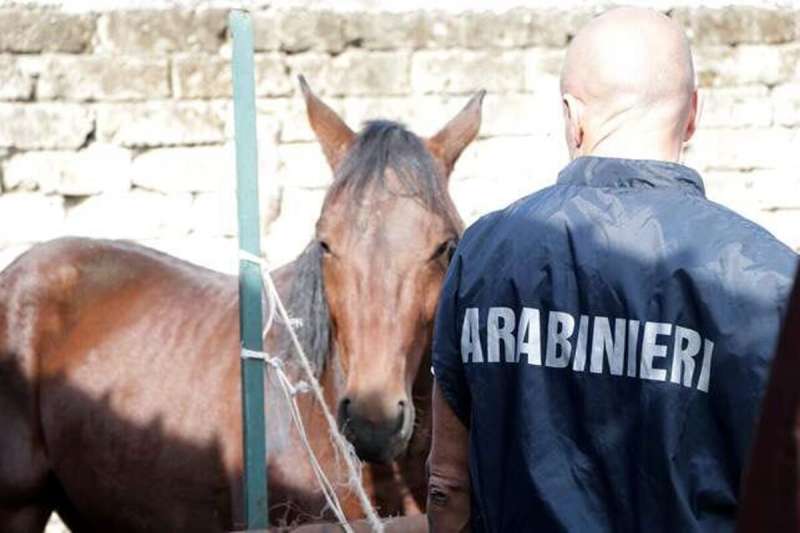 SEQUESTRO ANIMALI CASERTA