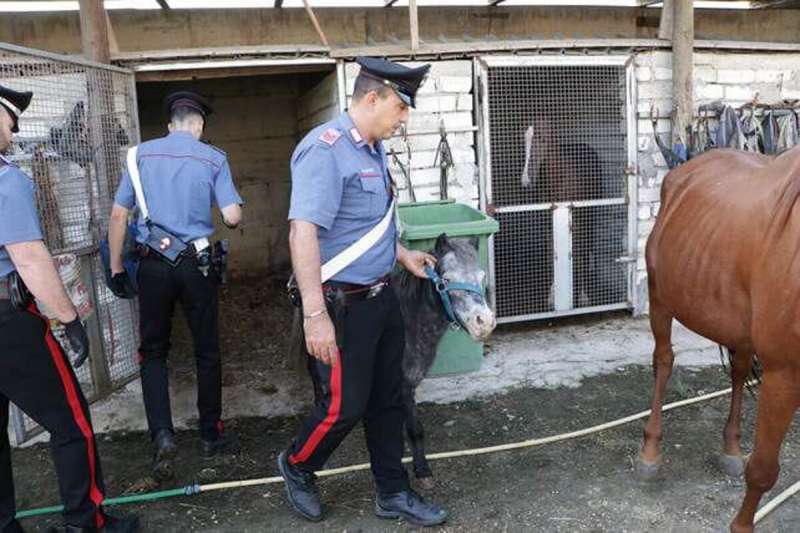 SEQUESTRO ANIMALI CASERTA