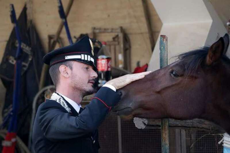 SEQUESTRO ANIMALI CASERTA