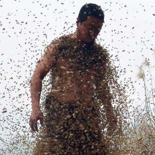 uomo attaccato da sciame di vespe