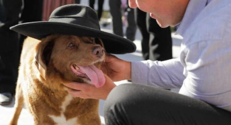 bobi il cane piu vecchio al mondo 1