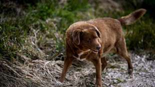 bobi il cane piu vecchio al mondo 2