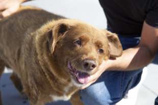 bobi il cane piu vecchio al mondo 3