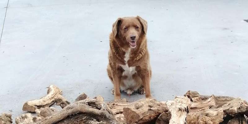 bobi il cane piu vecchio al mondo 4