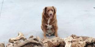 bobi il cane piu vecchio al mondo 4