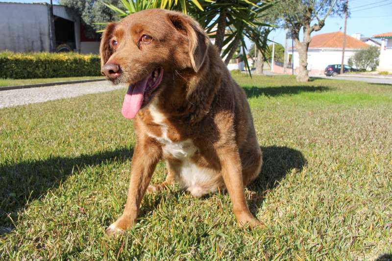 bobi il cane piu vecchio al mondo 6