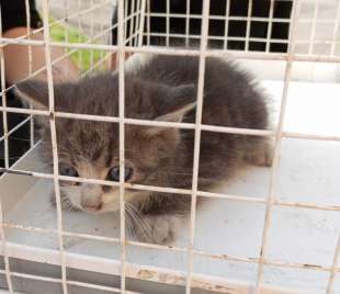 gatti incastrati nel vano motore di un auto