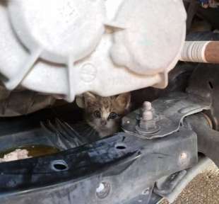 gatti incastrati nel vano motore di un auto