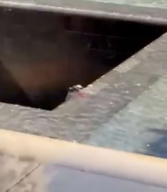 uomo si lancia nella piscina del world trade center a new york 2