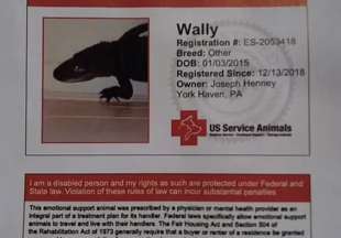 wally l alligatore registrato come animale di supporto emotivo da joie henney