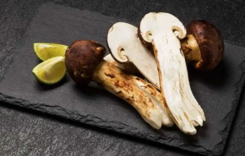 funghi matsutake 1