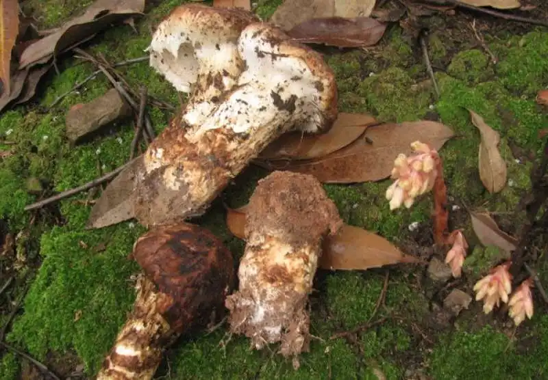 funghi matsutake 3