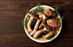 funghi matsutake 4