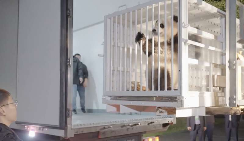 PANDA CINESI IN VIAGGIO VERSO WASHINGTON